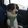dog, pet, car_interior, seat, harness, window, black_fur, white_fur, brown_fur, sitting, calm, vehicle, side_window, leash_accessory, domestic_animal, companion, transportation, daylight, resting, canine