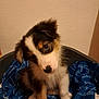 Volt participe au concours pour gagner de l'argent avec cette photo : puppy, dog, pet_bed, blanket, curious, fluffy, indoor, animal, cute, young_dog, brown, black, white, ears, fur, sitting, portrait, looking, cozy, domestic_animal