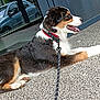 puppy, dog, tricolor, collar, leash, lying_down, tongue_out, reflection, glass_door, car, outdoor, side_view, fur, happy, pet, animal, concrete_floor, daylight, domestic, young_dog