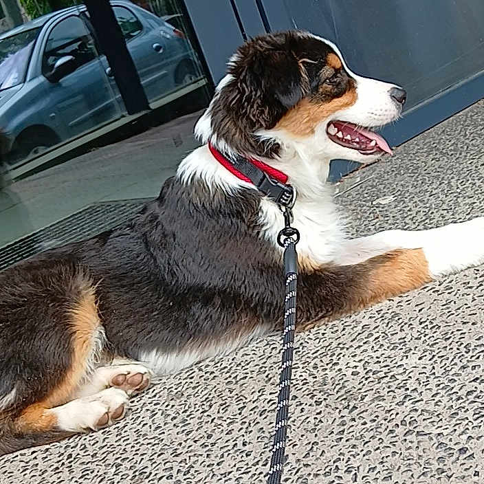 Volt a rejoint le concours — aidez-le/la à gagner de superbes lots ! animal, car, collar, concrete_floor, daylight, dog, domestic, fur, glass_door, happy, leash, lying_down, outdoor, pet, puppy, reflection, side_view, tongue_out, tricolor, young_dog