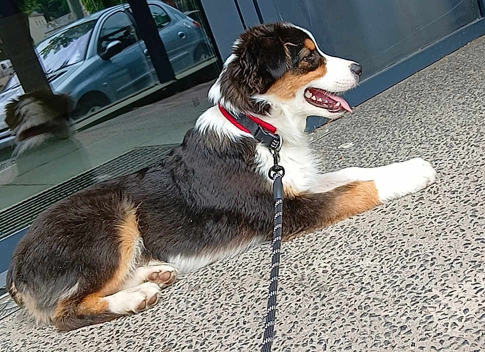 Volt a rejoint le concours — aidez-le/la à gagner de superbes lots ! puppy, dog, tricolor, collar, leash, lying_down, tongue_out, reflection, glass_door, car, outdoor, side_view, fur, happy, pet, animal, concrete_floor, daylight, domestic, young_dog