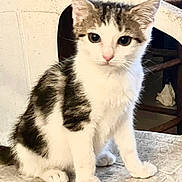 Mimi participe au concours pour gagner de l'argent avec cette photo : kitten, cat, white, black, tabby, pet, animal, indoor, chair, fur, cute, small, domestic, young, whiskers, ears, paws, sitting, looking, curious