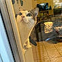 Mimi participe au concours pour gagner de l'argent avec cette photo : animal, cat, close_up, cozy, curious, domestic, door, face, furniture, glass, home, indoor, interior, light, looking_up, pet, reflection, tile_floor, whiskers, window