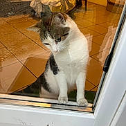 Mimi participe au concours pour gagner de l'argent avec cette photo : animal, cat, contemplative, curious, domestic, door_frame, ears, fur, glass_door, household, indoor, looking_down, paws, pet, quiet, tabby, tile_floor, whiskers, white, window_reflection