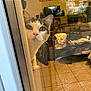 animal, cat, closeup, cozy, curiosity, curious, domestic, ears, face, furniture, glass_door, home, indoor, living_room, paws, pet, reflection, tiled_floor, whiskers, window