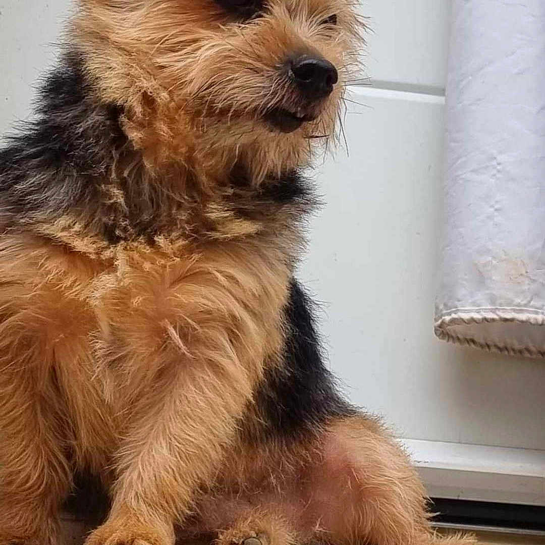 Oreo participe au concours pour gagner de l'argent avec cette photo : animal, black, closeup, curious, cute, dog, ears, fur, furry, ledges, nose, outdoor, paw, perched, pet, portrait, scruffy, sitting, small_dog, tan