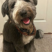 Kodak is registered to the contest to win money with this photo: dog, pet, indoor, carpet, bandana, happy, panting, gray_fur, white_fur, scruffy, close_up, front_view, sitting, canine, domestic_animal, friendly, fur, animal, companion, cute