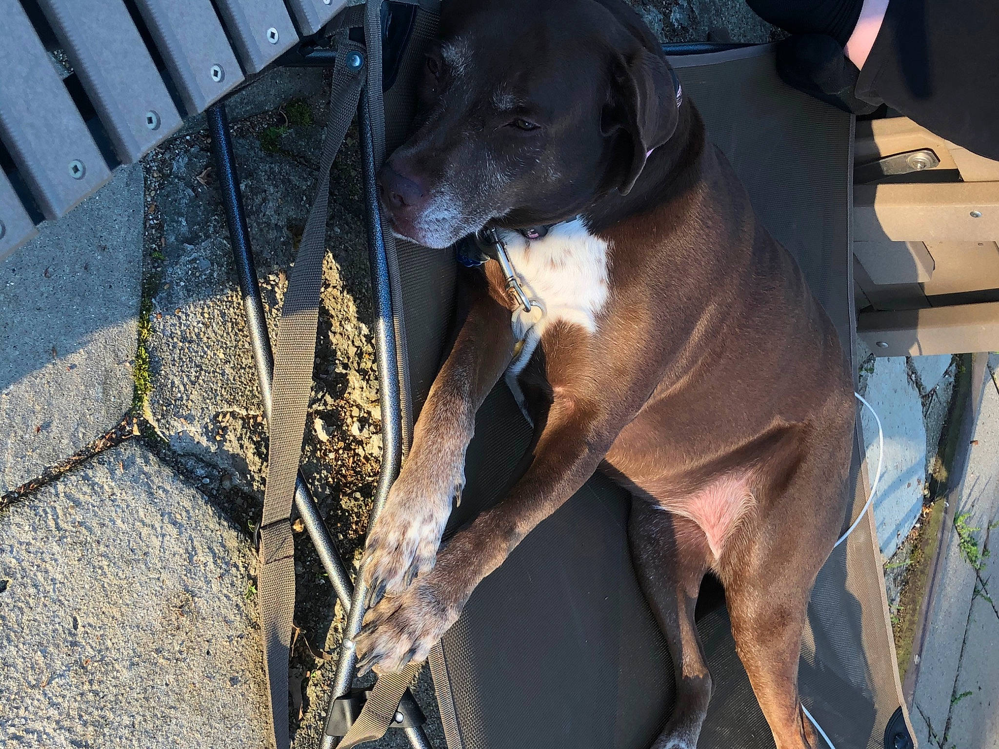 Izzie joined the competition — help win amazing prizes! borador, canidae, carnivore, collar, companion_dog, dog, dog_breed, dog_collar, fawn, fence, fur, guard_dog, gun_dog, liver, metal, pet_supply, snout, sporting_group, wood, working_animal