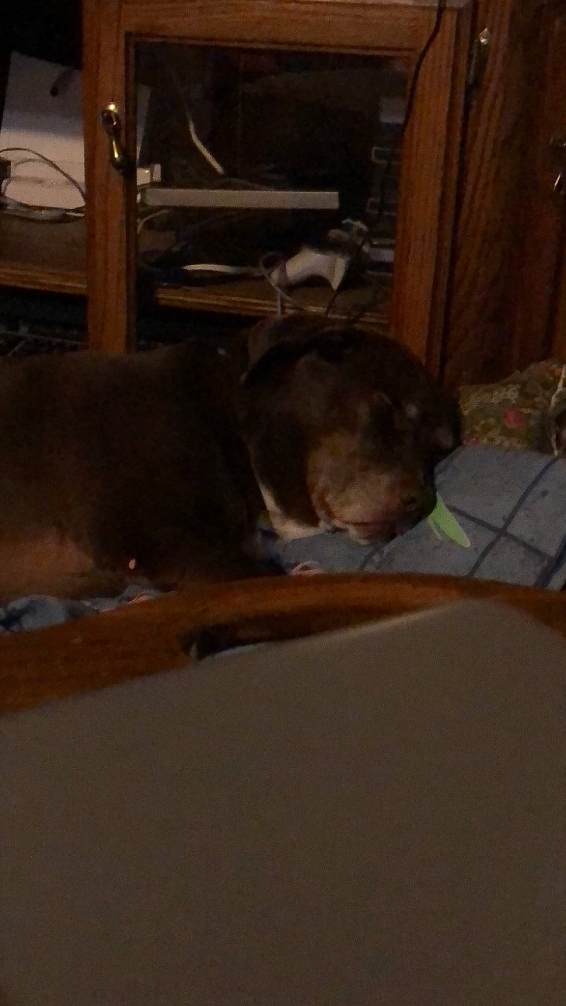 Izzie joined the competition — help win amazing prizes! beam, brown, ceiling, comfort, fawn, floor, flooring, hardwood, plywood, room, varnish, wood, wood_stain