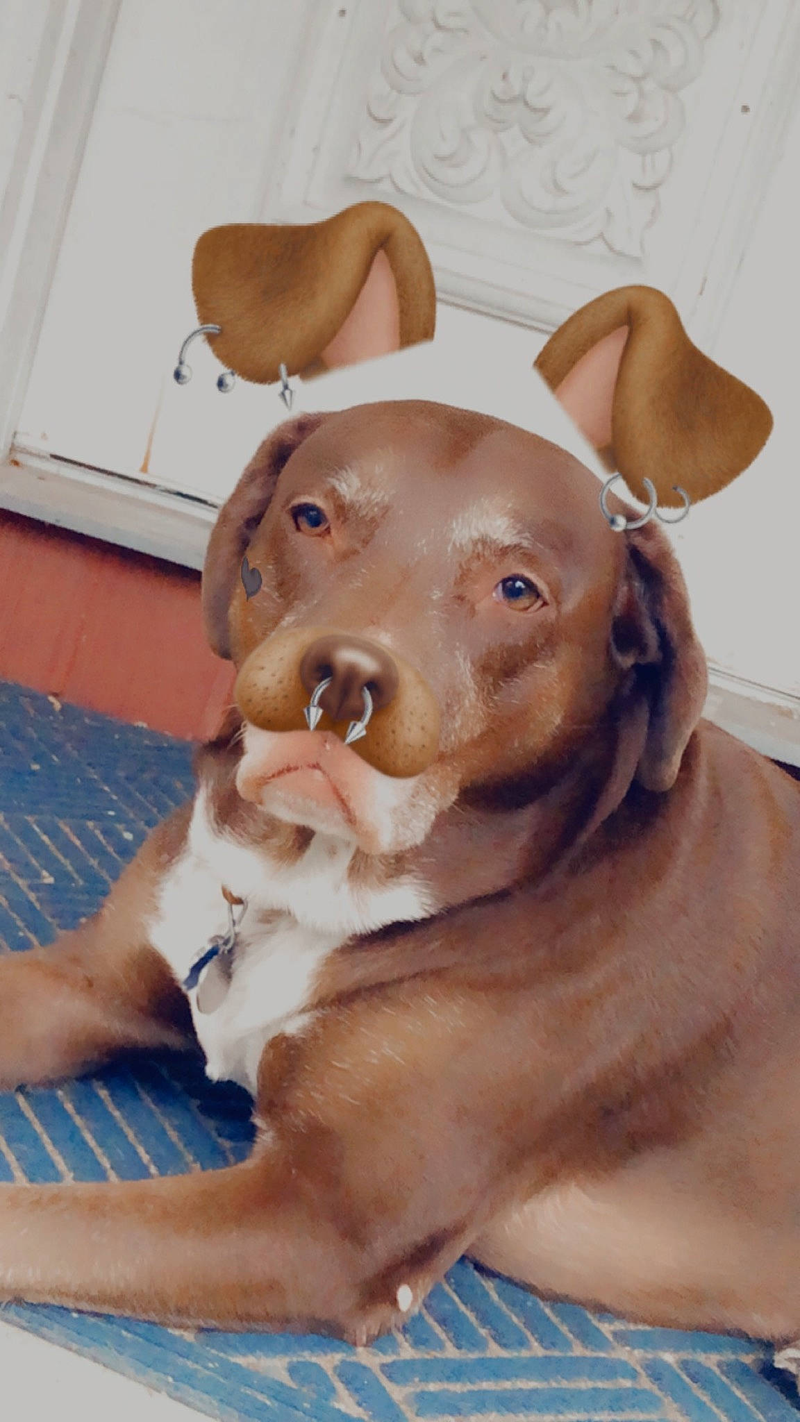 Izzie is registered to the contest to win money with this photo: art, canidae, carnivore, collar, companion_dog, dog, dog_breed, dog_collar, ear, fawn, fur, hunting_dog, jaw, liver, non_sporting_group, pet_supply, snout, sporting_group, whiskers, working_animal