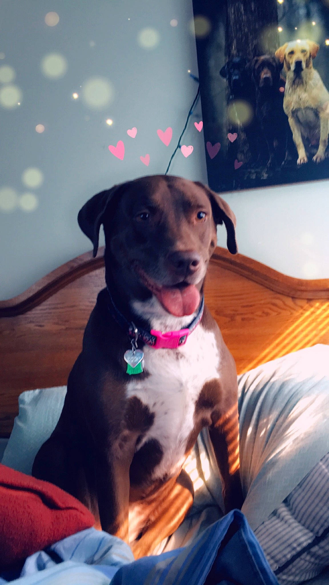 Izzie is registered to the contest to win money with this photo: art, canidae, carnivore, collar, comfort, companion_dog, couch, dog, dog_breed, dog_collar, fashion_accessory, fawn, fur, leash, pet_supply, picture_frame, snout, sporting_group, whiskers, working_animal