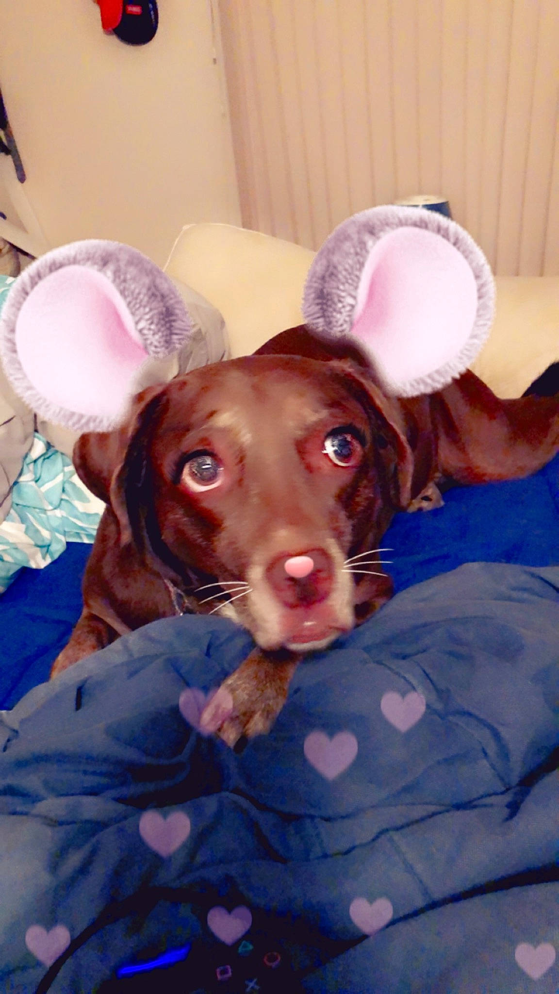 Izzie joined the competition — help win amazing prizes! canidae, carnivore, companion_dog, dog, dog_breed, ear, fawn, fur, liver, puppy, snout, sporting_group, whiskers, working_animal