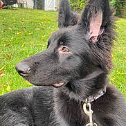 Xena joined the competition — help win amazing prizes! dog, black_dog, pet, animal, outdoor, grass, garden, collar, leash, ears, fur, close_up, side_view, nature, canine, relaxed, daylight, greenery, background, portrait