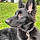 Xena