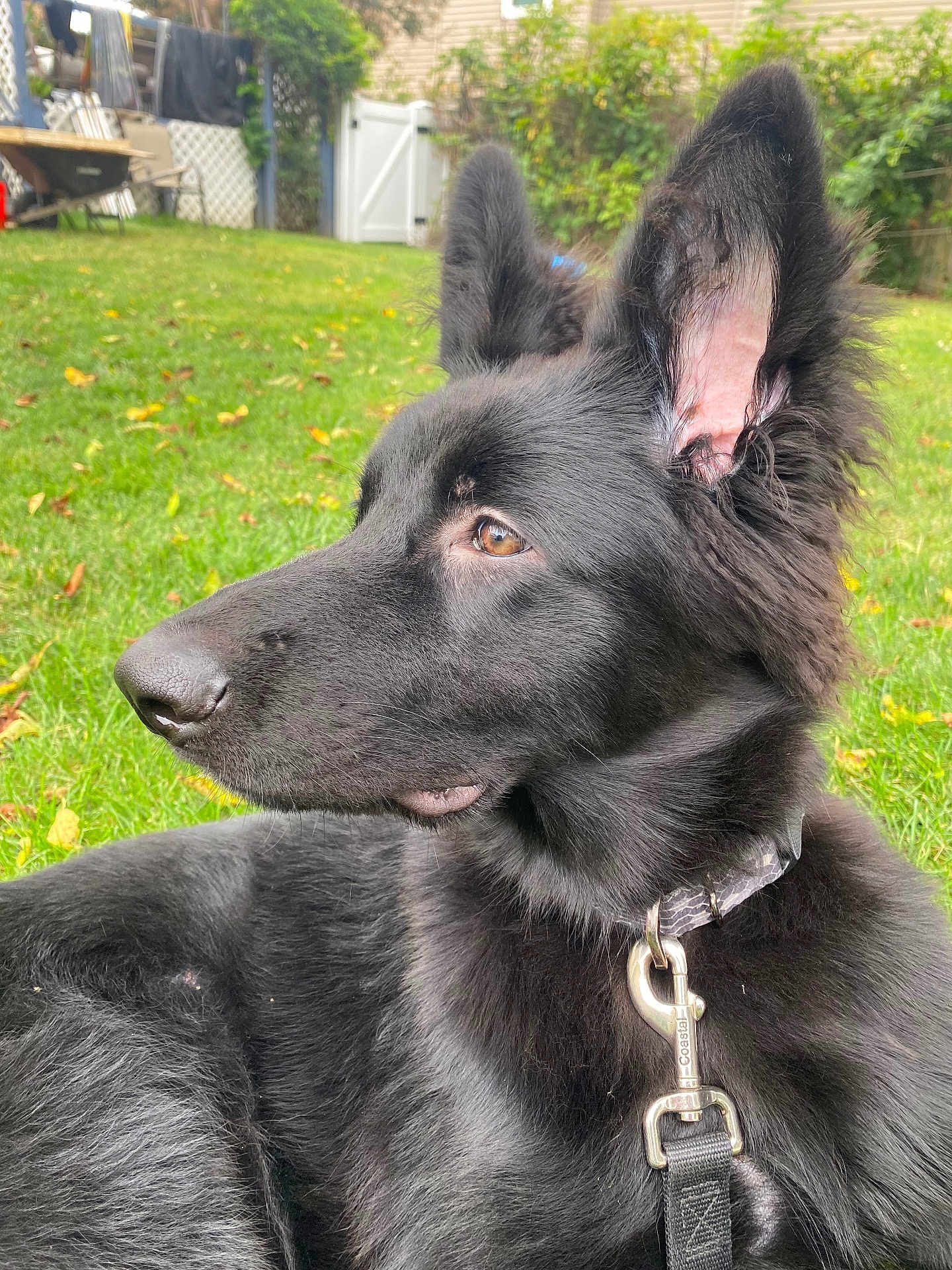 Xena