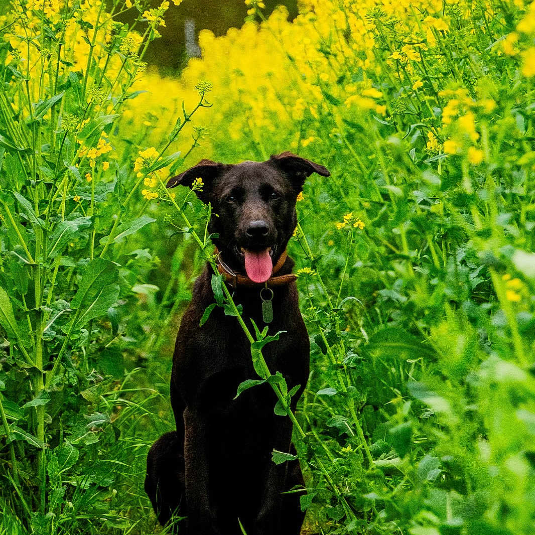 Rico participe au concours pour gagner de l'argent avec cette photo : animal, canine, countryside, dog, field, flower, grass, grassland, green, herbal, herbs, labradorretriever, meadow, nature, outdoors, pet, plant, puppy, rural, vegetation