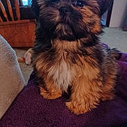 Shay is registered to the contest to win money with this photo: animal, black_fur, blanket, brown_fur, carpet, companion, cozy, curious, cute, dog, domestic, fluffy, fur, indoor, living_room, pet, puppy, small_dog, window, wooden_chair