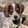 puppy, dog, close_up, outdoor, grass, stone_path, floppy_ears, brown_fur, white_fur, speckled_coat, cute, young_dog, pet, animal, sunlight, relaxed, nature, portrait, face, resting