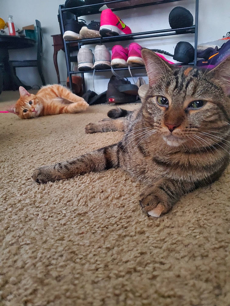 Sophie is registered to the contest to win money with this photo: carnivore, cat, comfort, domestic_short_haired_cat, door, fawn, felidae, floor, flooring, foot, fur, grey, mammal, sand, small_to_medium_sized_cats, snout, tail, vertebrate, whiskers, wood