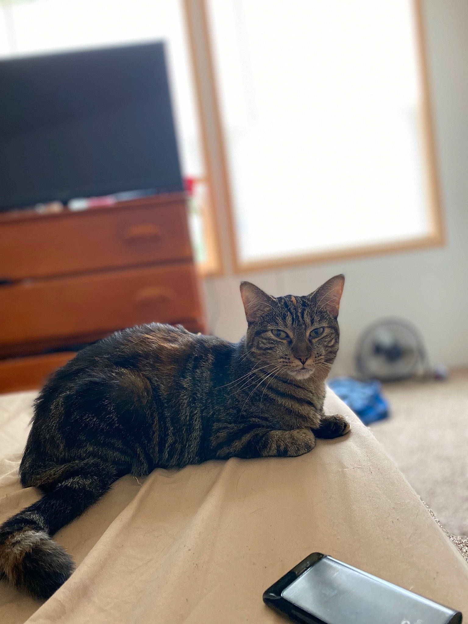 Sophie joined the competition — help win amazing prizes! carnivore, cat, comfort, communication_device, domestic_short_haired_cat, felidae, floor, flooring, fur, grey, hardwood, living_room, room, small_to_medium_sized_cats, snout, tail, television, vertebrate, whiskers, wood
