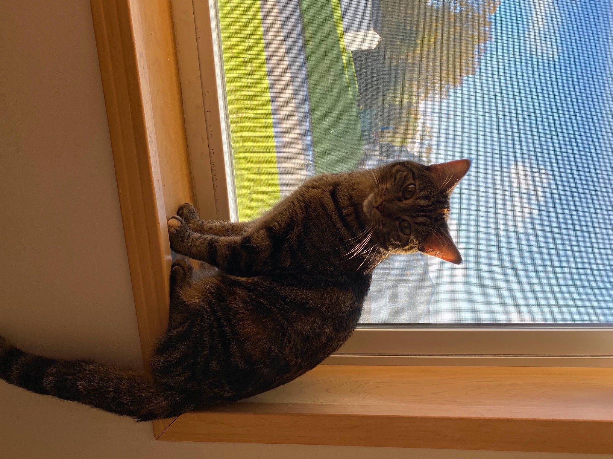 Sophie joined the competition — help win amazing prizes! carnivore, cat, comfort, curtain, domestic_short_haired_cat, felidae, flooring, hardwood, interior_design, plant, room, small_to_medium_sized_cats, tail, tints_and_shades, whiskers, window, window_blind, window_covering, window_treatment, wood