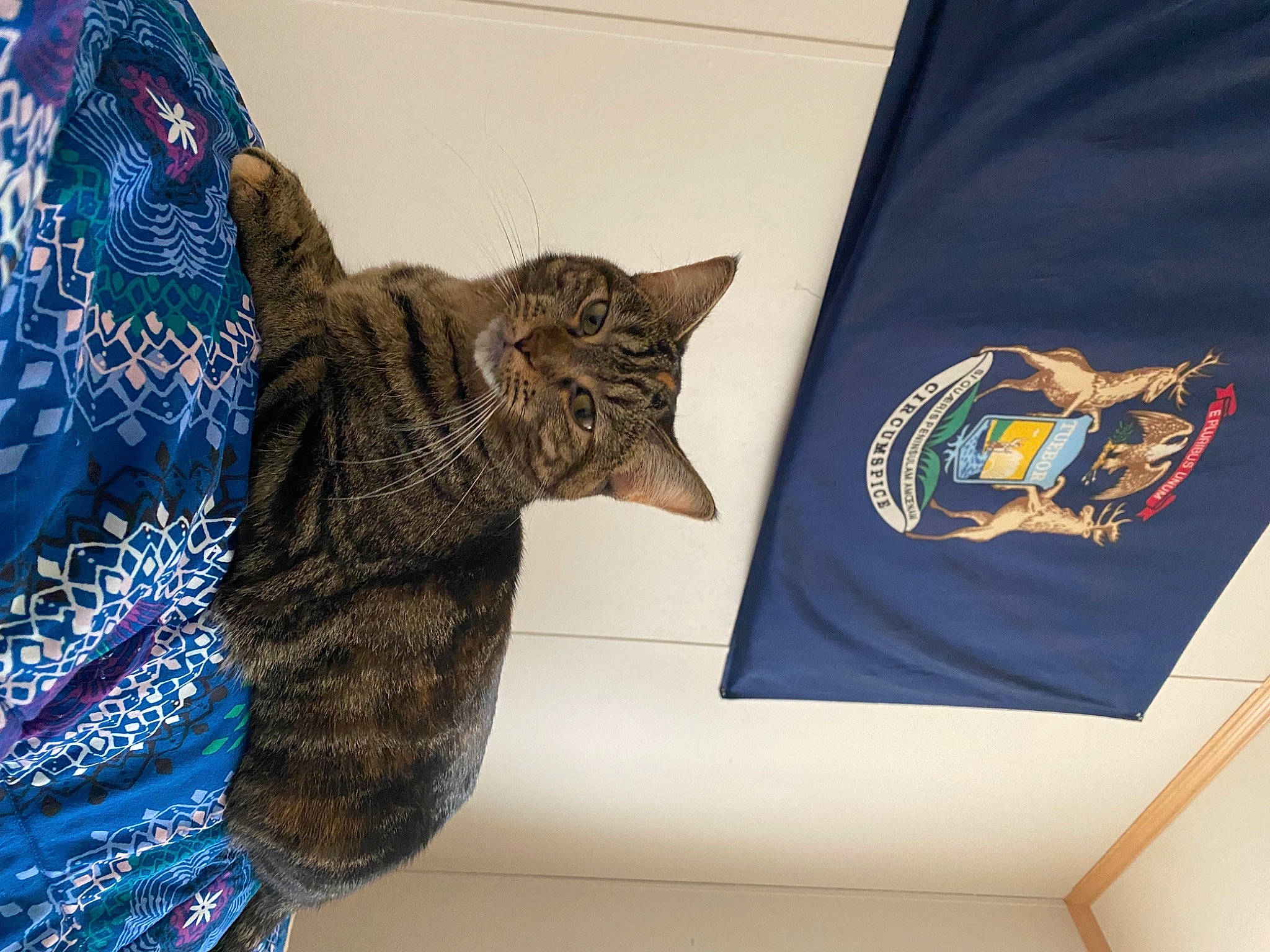 Sophie is registered to the contest to win money with this photo: bag, cat, domestic_short_haired_cat, electric_blue, fashion_accessory, felidae, flag, flag_of_the_united_states, fur, gesture, linens, mammal, military_camouflage, pattern, sleeve, small_to_medium_sized_cats, sportswear, t_shirt, textile, whiskers