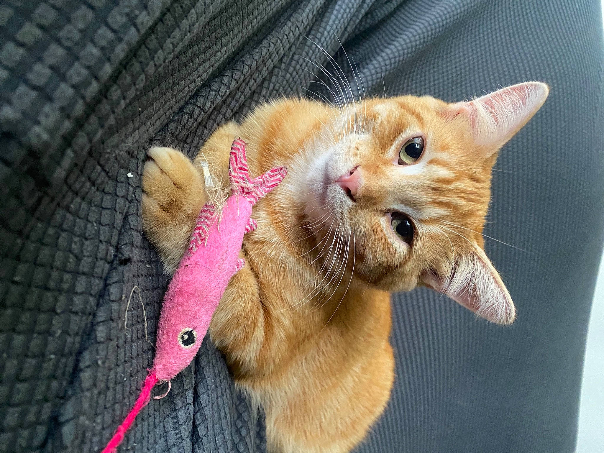 Dorito joined the competition — help win amazing prizes! canidae, carnivore, cat, claw, collar, domestic_short_haired_cat, ear, fang, fashion_accessory, fawn, felidae, fur, gesture, leash, paw, small_to_medium_sized_cats, snout, tail, thread, whiskers