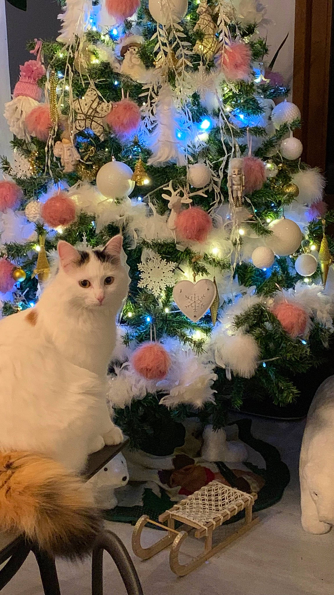 Lily a rejoint le concours — aidez-le/la à gagner de superbes lots ! art, blue, branch, carnivore, cat, christmas, christmas_decoration, christmas_eve, christmas_ornament, christmas_tree, decoration, event, evergreen, felidae, holiday_ornament, ornament, small_to_medium_sized_cats, whiskers, white, woody_plant