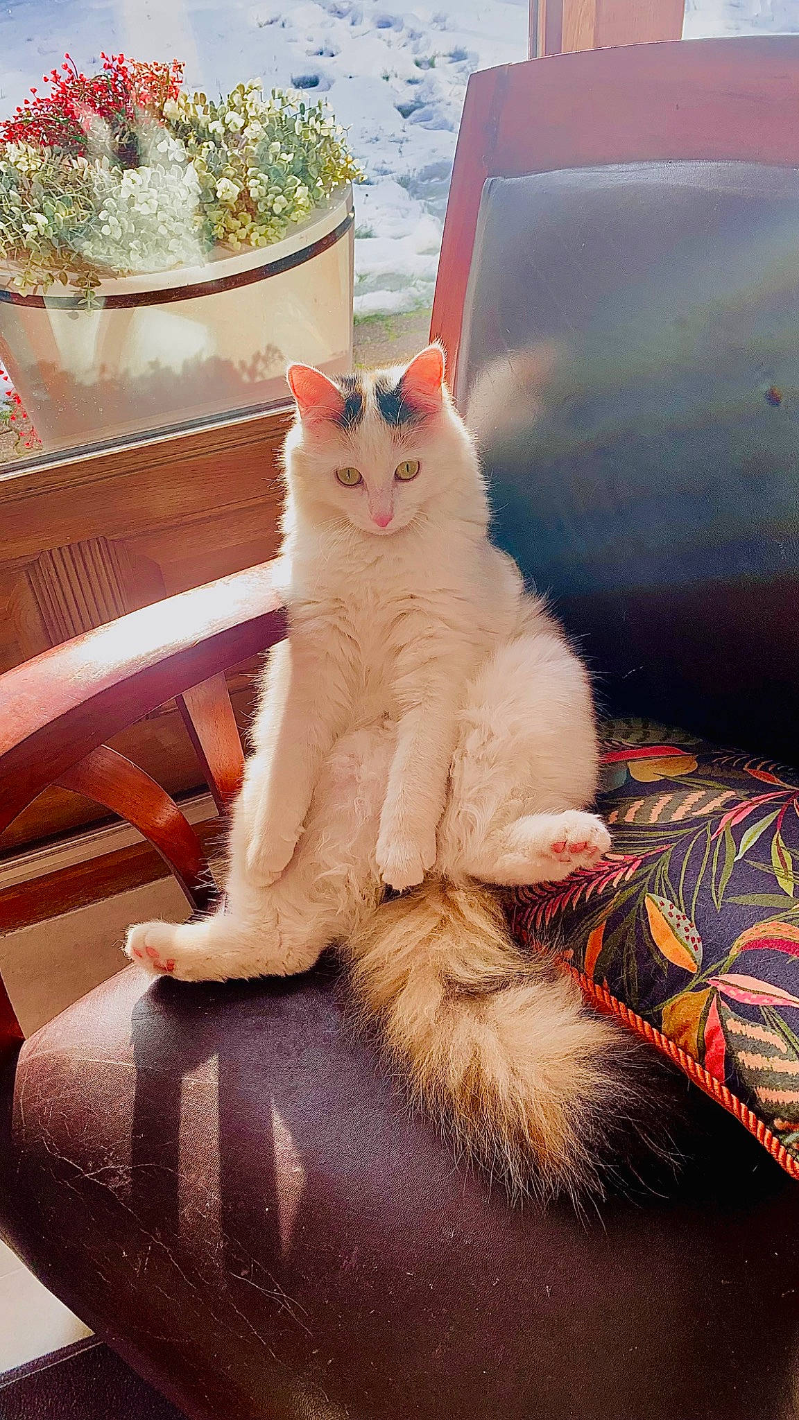 Lily participe au concours pour gagner de l'argent avec cette photo : carnivore, cat, chair, claw, comfort, domestic_short_haired_cat, fawn, felidae, foot, fur, paw, sitting, small_to_medium_sized_cats, tail, whiskers, wood