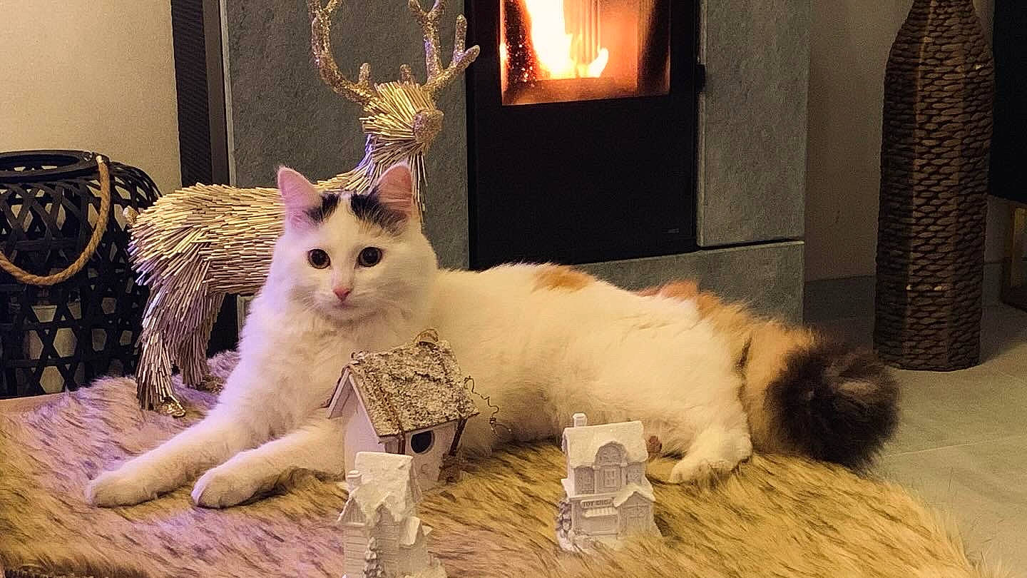 Lily participe au concours pour gagner de l'argent avec cette photo : carnivore, cat, claw, comfort, domestic_short_haired_cat, event, fawn, felidae, flooring, fur, hardwood, paw, sitting, small_to_medium_sized_cats, snout, tail, terrestrial_animal, whiskers