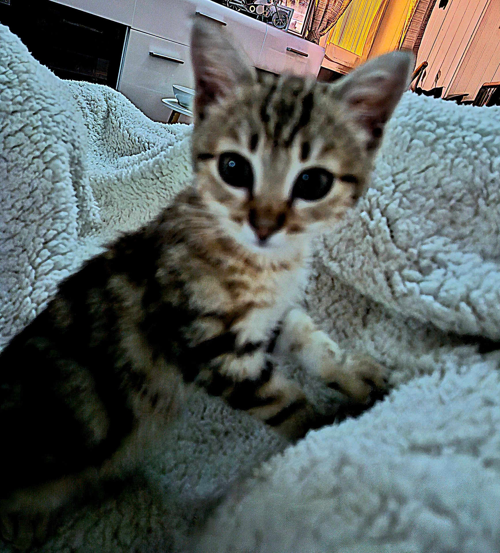 Chipie participe au concours pour gagner de l'argent avec cette photo : kitten, cat, animal, pet, feline, fluffy, blanket, indoor, cozy, cute, young, tabby, fur, whiskers, ears, eyes, home, living_room, furniture, soft