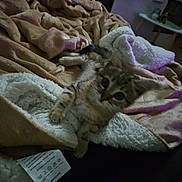 Chipie participe au concours pour gagner de l'argent avec cette photo : kitten, blanket, cozy, indoor, soft, furry, pet, animal, bedroom, fabric, texture, sleepy, cute, fur, comfort, resting, domestic, warm, feline, young