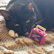 Princess is registered to the contest to win money with this photo: cat, black_cat, tuxedo_cat, pet, toy, lunch_box, blanket, fur, whiskers, paw, eyes, indoor, cozy, close_up, portrait, resting, bed, soft_texture, playful, nap