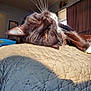 cat, black_cat, feline, whiskers, sleeping, nap, bed, quilt, sunlight, indoor, close_up, portrait, relaxed, pet, cozy, fur, face, ear, nose, teeth