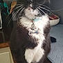 cat, tuxedo_cat, pet, collar, id_tag, whiskers, green_eyes, indoor, countertop, bowl, kitchen, paws, white_chest, black_fur, portrait, close_up, domestic_animal, furniture, sitting, curious