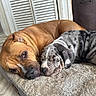 Storm is registered to the contest to win money with this photo: dog, puppy, sleeping, brown_dog, spotted_dog, pet_bed, indoor, floor, resting, cozy, animal, companion, snuggling, cute, relaxed, furry, domestic, closeup, two_animals, canine