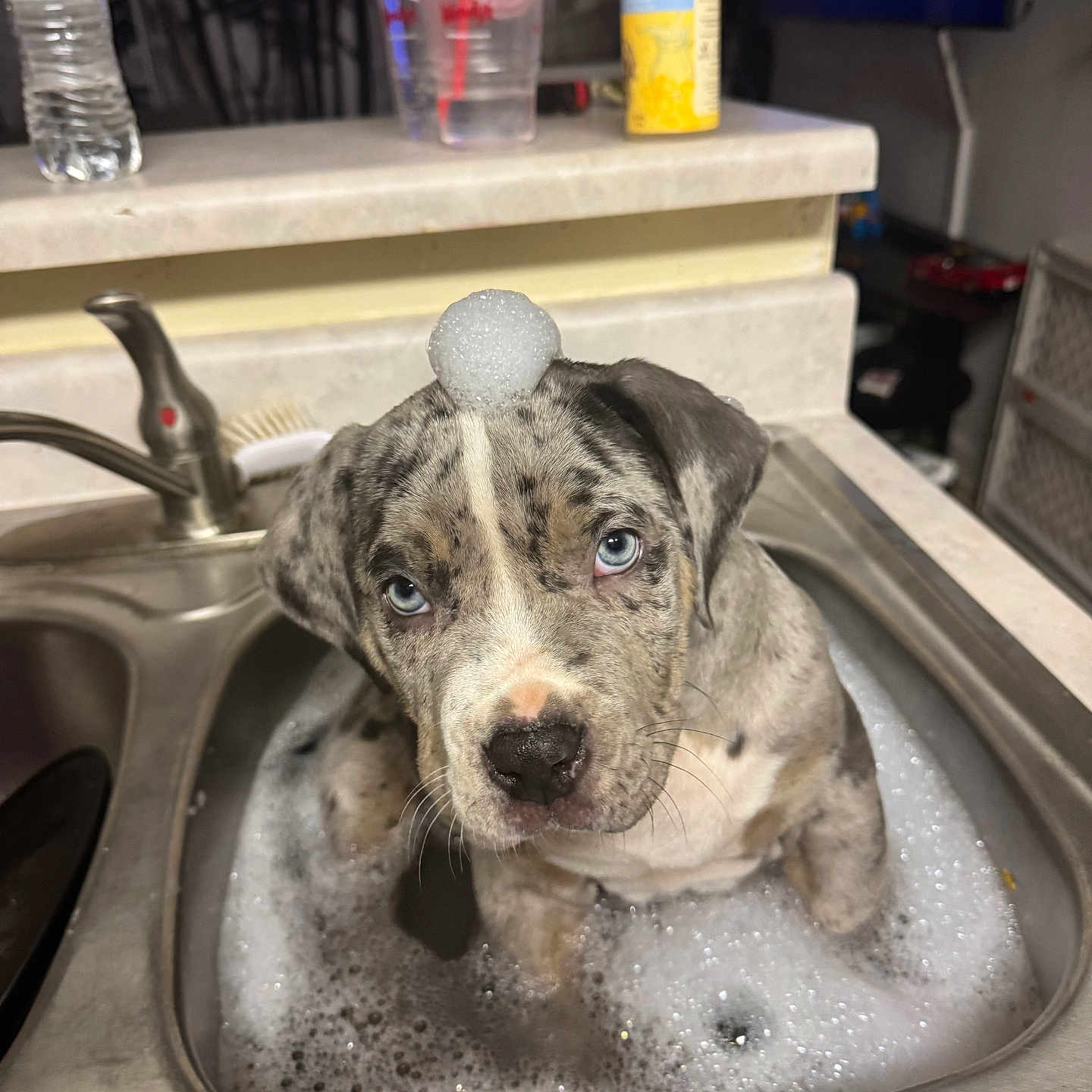 Storm is registered to the contest to win money with this photo: puppy, dog, sink, bath, bubbles, foam, blue_eyes, kitchen, water_bottle, cup, soap_container, faucet, countertop, pet, cute, wet, animal, domestic, indoor, cleaning