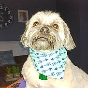 Harley is registered to the contest to win money with this photo: dog, bandana, indoor, living_room, clock, couch, lamp, plant, table, pillow, photo_frame, pet, fur, face, decor, furniture, cozy, white, brown, expression