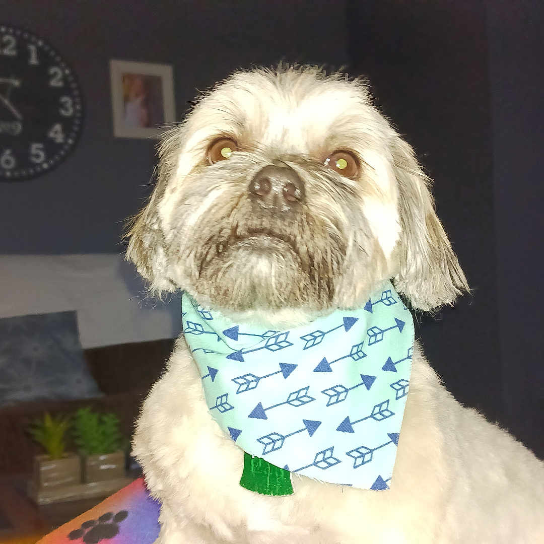 Harley is registered to the contest to win money with this photo: bandana, brown, clock, couch, cozy, decor, dog, expression, face, fur, furniture, indoor, lamp, living_room, pet, photo_frame, pillow, plant, table, white