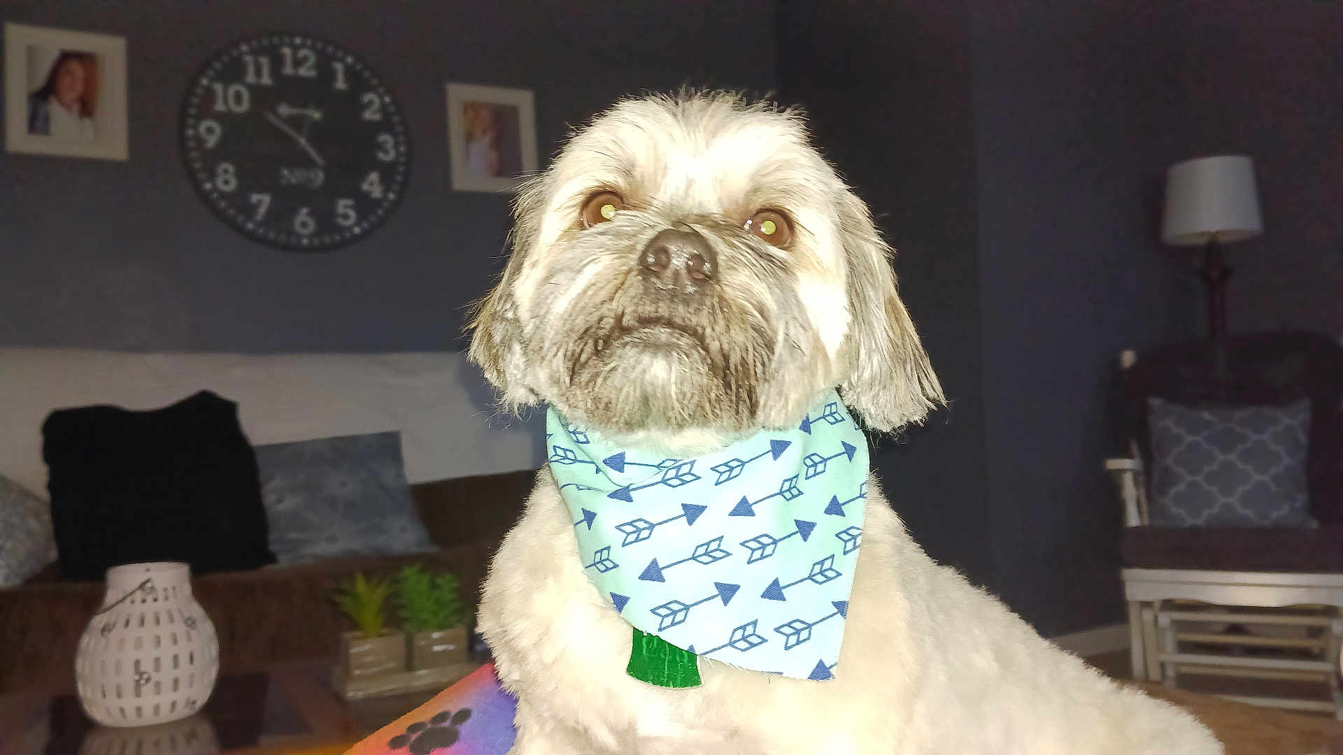Harley is registered to the contest to win money with this photo: dog, bandana, indoor, living_room, clock, couch, lamp, plant, table, pillow, photo_frame, pet, fur, face, decor, furniture, cozy, white, brown, expression