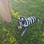 Pirata joined the competition — help win amazing prizes! animal, black_and_white, casual, costume, crouching, daytime, dog, grass, greenery, leash, nature, outdoor, pants, people, person, pet, playful, prisoner_costume, shoes, sunlight