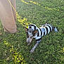 animal, black_and_white, casual, costume, crouching, daytime, dog, grass, greenery, leash, nature, outdoor, pants, people, person, pet, playful, prisoner_costume, shoes, sunlight