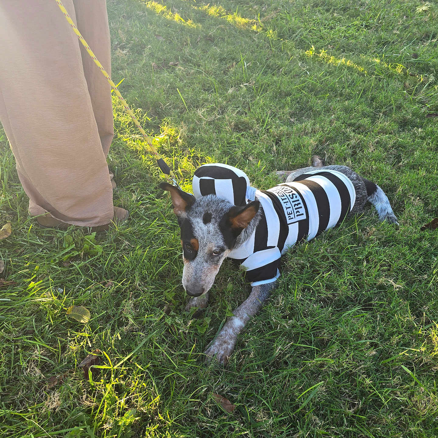 Pirata joined the competition — help win amazing prizes! animal, black_and_white, casual, costume, crouching, daytime, dog, grass, greenery, leash, nature, outdoor, pants, people, person, pet, playful, prisoner_costume, shoes, sunlight