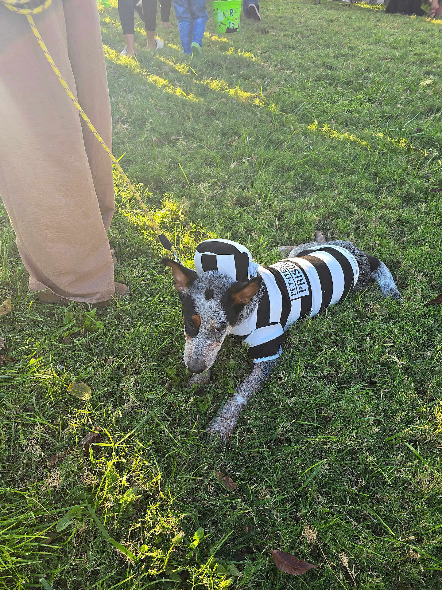 Pirata joined the competition — help win amazing prizes! animal, black_and_white, casual, costume, crouching, daytime, dog, grass, greenery, leash, nature, outdoor, pants, people, person, pet, playful, prisoner_costume, shoes, sunlight