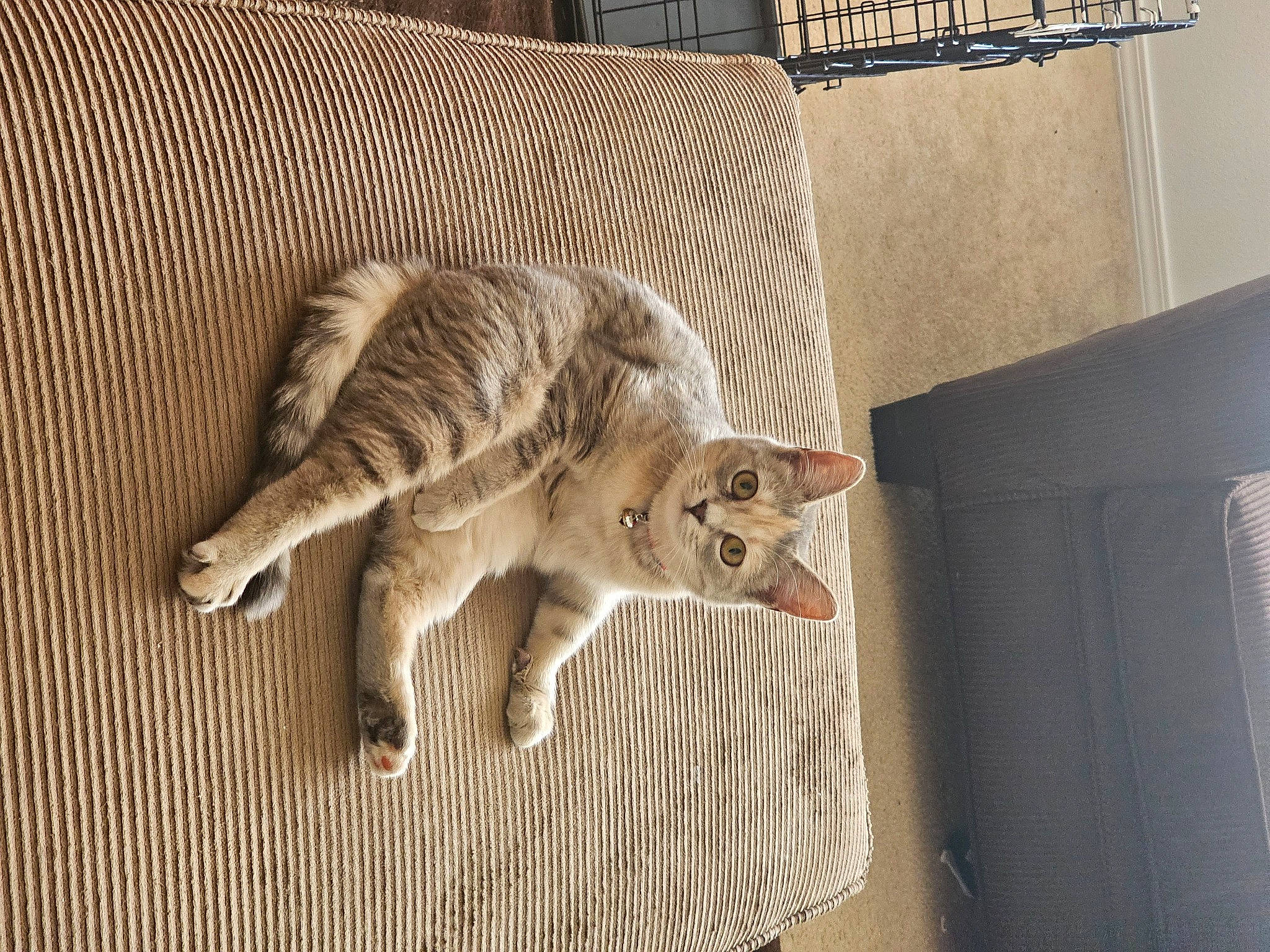 Sammy joined the competition — help win amazing prizes! box, carnivore, cat, claw, comfort, couch, domestic_short_haired_cat, fawn, felidae, fur, grey, metal, paw, small_to_medium_sized_cats, snout, tail, terrestrial_animal, whiskers, wildlife, wood