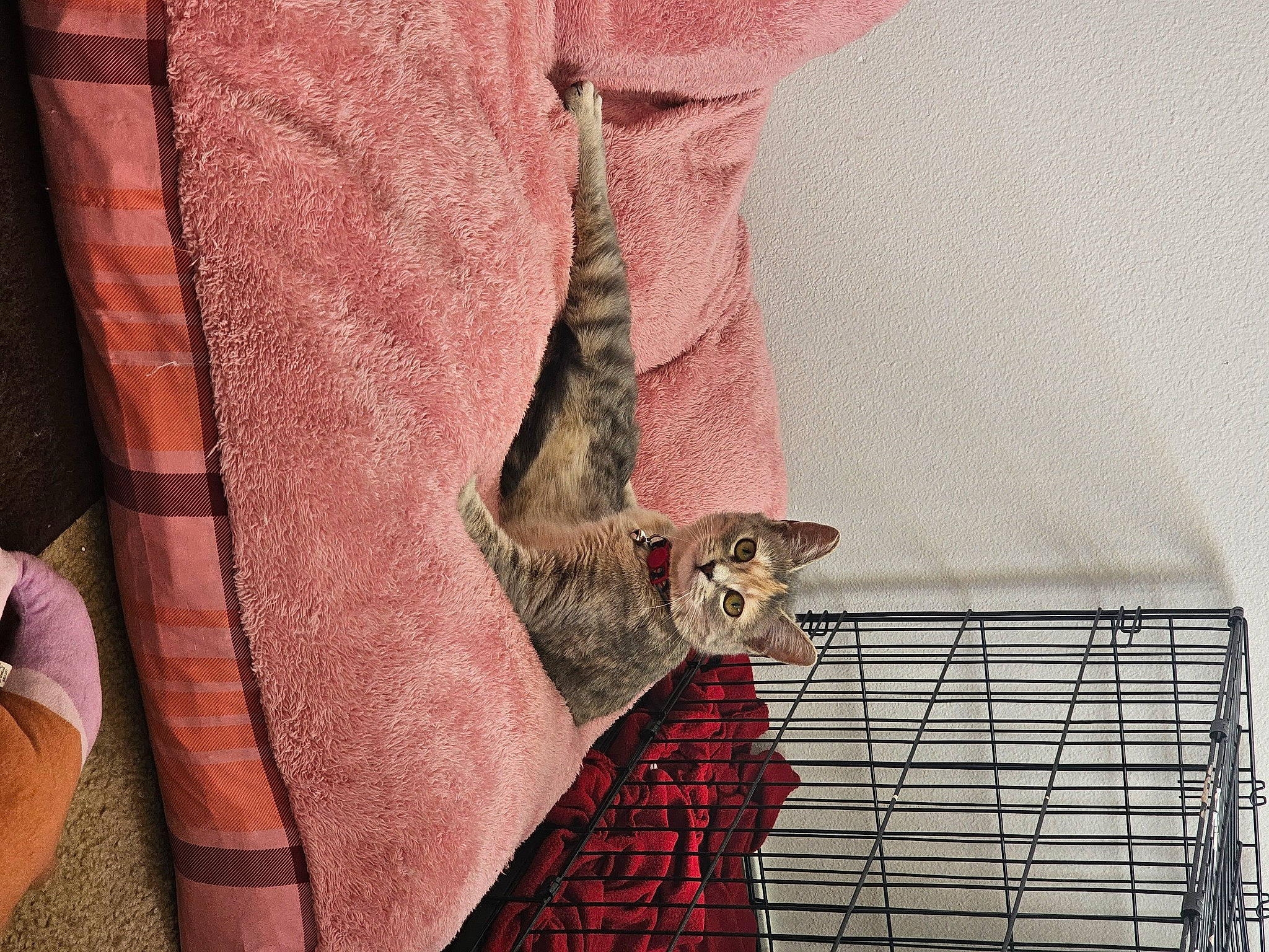 Sammy joined the competition — help win amazing prizes! art, carnivore, fawn, felidae, grey, human_leg, linens, mammal, pattern, pet_supply, plaid, sleeve, small_to_medium_sized_cats, snout, tail, tartan, textile, thigh, vertebrate, whiskers