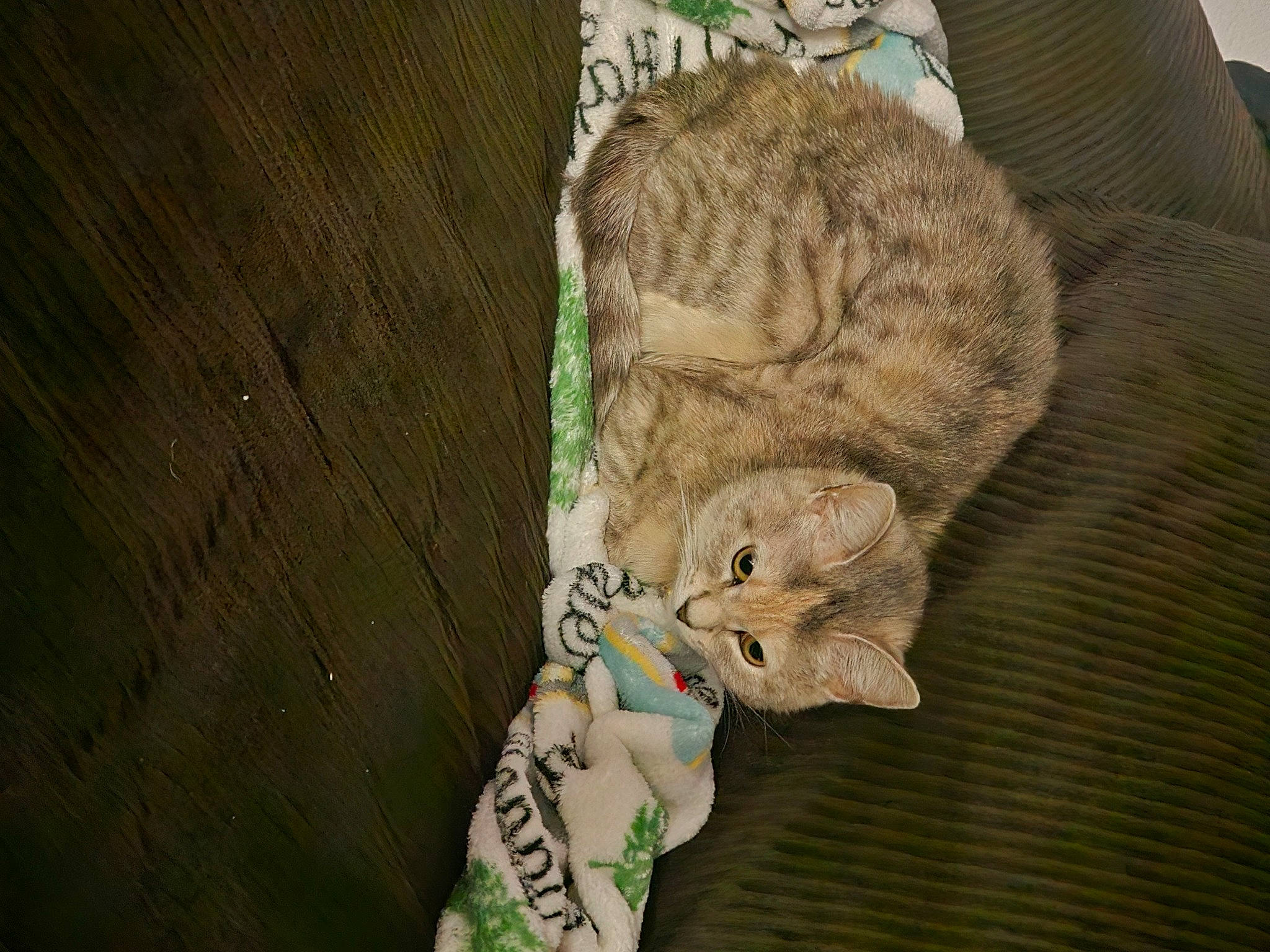 Sammy joined the competition — help win amazing prizes! art, carnivore, cat, claw, comfort, domestic_short_haired_cat, eye, fawn, felidae, fur, leg, rodent, small_to_medium_sized_cats, snout, tail, terrestrial_animal, tree, whiskers, wildlife, wood