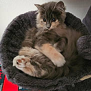 Shadow is registered to the contest to win money with this photo: kitten, cat, furry, pet, animal, cute, cozy, sleeping_bed, indoor, paw, fur, relaxed, curious, fluffy, small, domestic_cat, resting, soft, comfortable, young