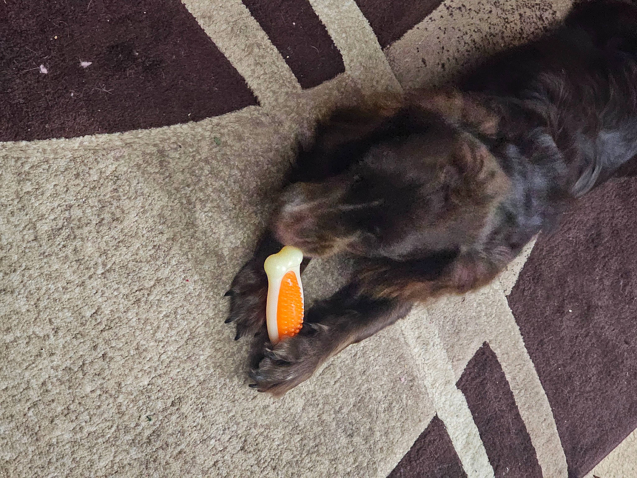 Daisy joined the competition — help win amazing prizes! asphalt, carmine, carnivore, comfort, dog_breed, felidae, floor, flooring, fur, grass, grey, human_leg, linens, road_surface, shadow, small_to_medium_sized_cats, soil, tail, tints_and_shades, wood