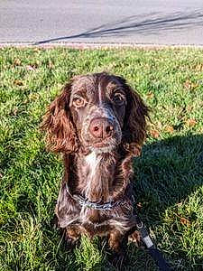 Daisy joined the competition — help win amazing prizes! biting, canidae, carnivore, companion_dog, dog, dog_breed, fur, grass, gun_dog, hunting_dog, liver, pont_audemer_spaniel, snout, spaniel, sporting_group, terrestrial_animal, working_animal